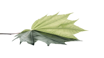 Macro Image of Green Maple Leaf on Transparent Background. . png