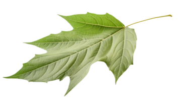 Macro Image of Green Maple Leaf on Transparent Background. . png