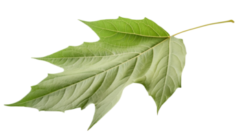 macro image de vert érable feuille sur transparent Contexte. génératif ai. png