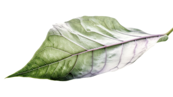 Macro Image of Green Leaf on Transparent Background. . png