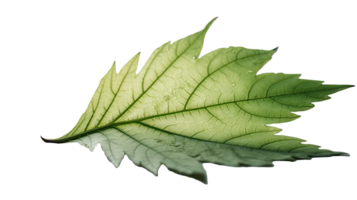 Image of Green Leaf on Transparent Background. . png