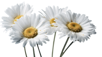 Image of Fresh Spring Daisies Flowers on Transparent Background. Generative AI. png