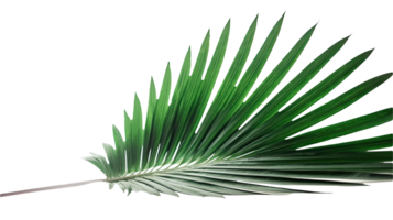 Stunning Image of Tropical Palm Leaf on Transparent Background. . png