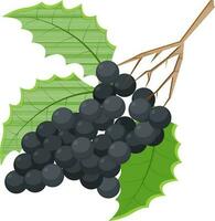 Illustration of grapes with leaves. vector