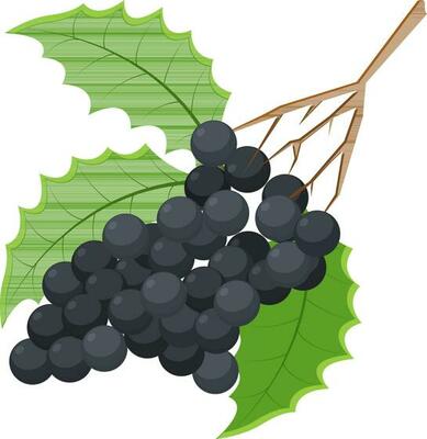 Illustration of grapes with leaves.