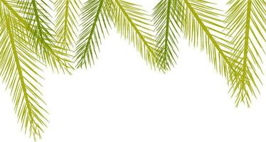Illustration of fir leaf. vector