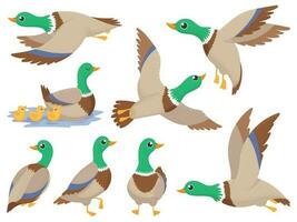 Wild ducks. Mallard duck, cute flying goose and green headed swimming canard isolated cartoon vector illustration set