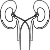 Human kidneys in black line art. vector