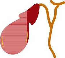 Gallbladder in red and orange color. vector