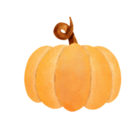 färsk orange pumpa png