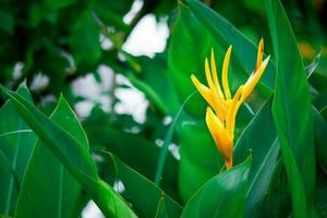 pájaro de paraíso flores amarillo con verde hojas allí son muchos en Asia. foto