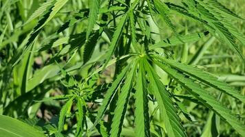 cannabis sativa feuilles. vert Contexte de marijuana feuilles. video