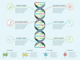 adn infografía. genético espiral, genómico modelo molécula diagrama y adn modelo estructura gráfico vector concepto ilustración