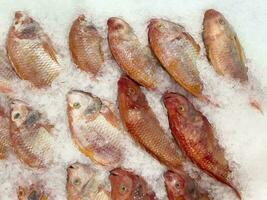 Fresco pescado en hielo en el mercado foto