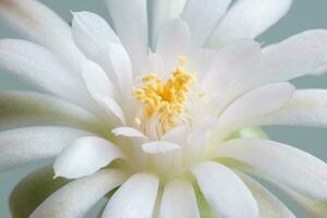 Close up fullboom flower of cactus photo