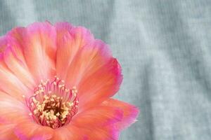 Close up fullboom flower of cactus photo