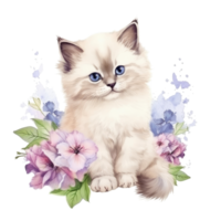 Watercolor painting of Ragdoll Kitten isolated transparent background, Digital art, image file format, png