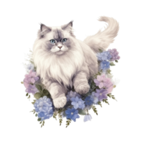 Watercolor painting of Ragdoll Cat isolated transparent background, Digital art, image file format, png