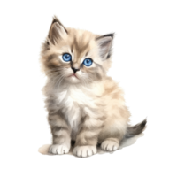 Watercolor painting of Ragdoll Kitten isolated transparent background, Digital art, image file format, png