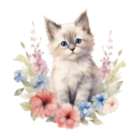 Watercolor painting of Ragdoll Kitten isolated transparent background, Digital art, image file format, png