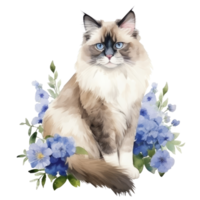 Watercolor painting of Ragdoll Cat isolated transparent background, Digital art, image file format, png