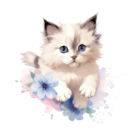 Watercolor painting of Ragdoll Kitten isolated transparent background, Digital art, image file format, png