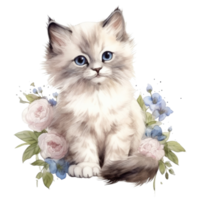 Watercolor painting of Ragdoll Kitten isolated transparent background, Digital art, image file format, png