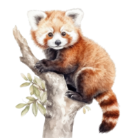 Watercolor painting of cute animal red panda isolated transparent background, Digital art, image file format, png