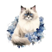 Watercolor painting of Ragdoll Cat isolated transparent background, Digital art, image file format, png