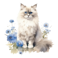 Watercolor painting of Ragdoll Cat isolated transparent background, Digital art, image file format, png