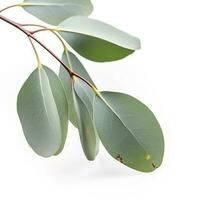 Eucalyptus branch isolated on white background. Flat lay, top view. floral concept, generate ai photo