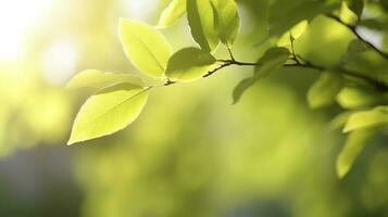 Fresh green garden grass lawn in spring, summer with bright bokeh of blurred foliage of springtime in the background, generate ai photo