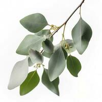 Eucalyptus branch isolated on white background. Flat lay, top view. floral concept, generate ai photo