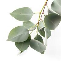 Eucalyptus branch isolated on white background. Flat lay, top view. floral concept, generate ai photo