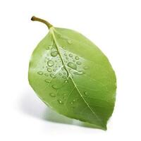Green pear leaf isolated on white background, generate ai photo