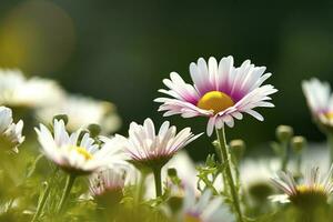 Sunny Close Up Of A Few Daisy Flowers On Flower Meadow , generate ai photo