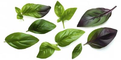 Green basil leaves with Clipping paths, full depth of field. Fresh red basil herb leaves isolated on white background. Purple Dark Opal Basil. Focus stacking, generate ai photo