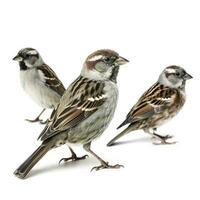 sparrows isolated on white background, generate ai photo