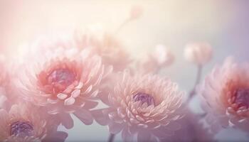 Soft dreamy sweet flower for love romance background, photo