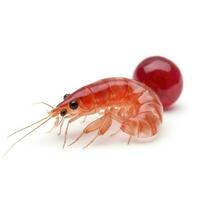 cherry shrimp isolated on white background, generate ai photo