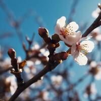 cerca arriba de Cereza flores en contra un puesta de sol ai generado foto