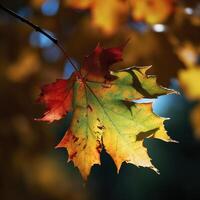 autumn maple leaves in a row, vivid colors, panorama illustration on black background photo
