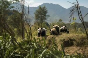 un familia de pandas jugando en un bambú bosque, generar ai foto