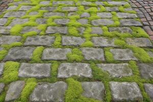 Cobblestoned pavement, green moss between brick background. Old stone pavement texture. Cobbles closeup with green grass in the seams. Stone paved walkway in old town photo