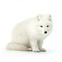 Arctic fox isolated on white background, generate ai photo