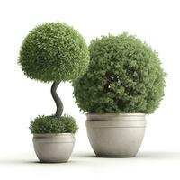 Topiary trees in the pot isolated on white background. 3D Rendering, 3D Illustration, generate ai photo