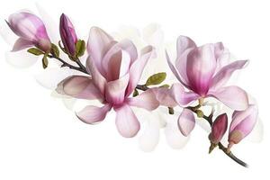 pink magnolia on transparent background , generate ai photo