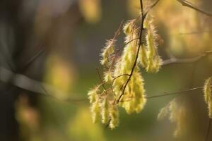 Closeup of yellow hazel catkin growing from dry tree branches or stems in home garden at sunset group of hanging budding , generate ai photo