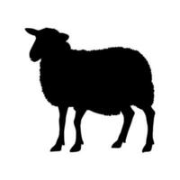 Sheep silhouette isolated on white background. Vector illustration