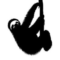 Sloth on the branch silhouette isolated on white background. Vector illustration